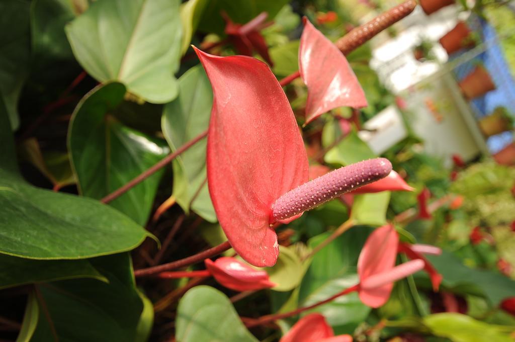 Zarania Hillhomes Cameron Highland คาเมรอนไฮแลนด์ ภายนอก รูปภาพ